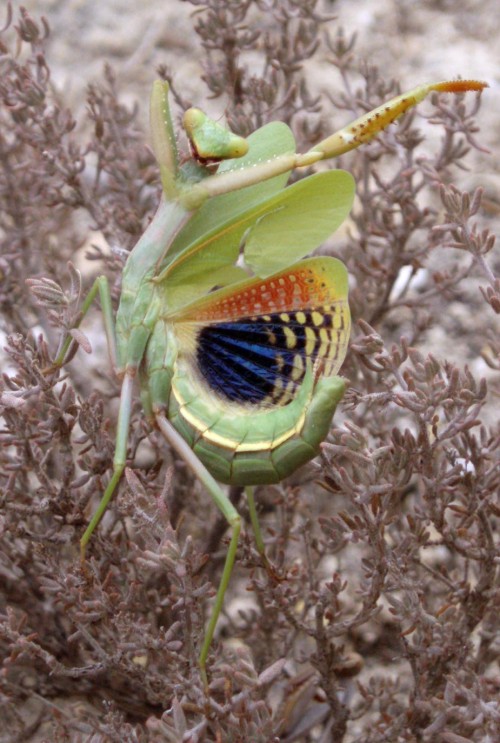 Spagna: La regione  de Monegros, paradiso entomologico